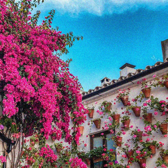 Festival des Patios - FR