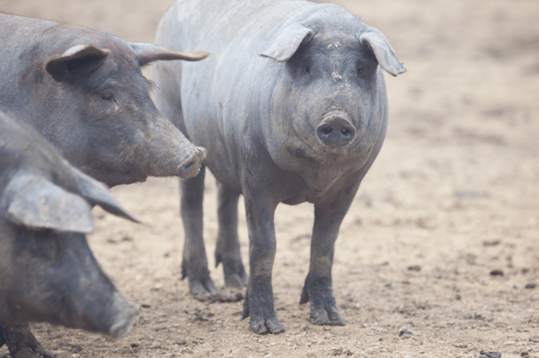 iberischen Schwein