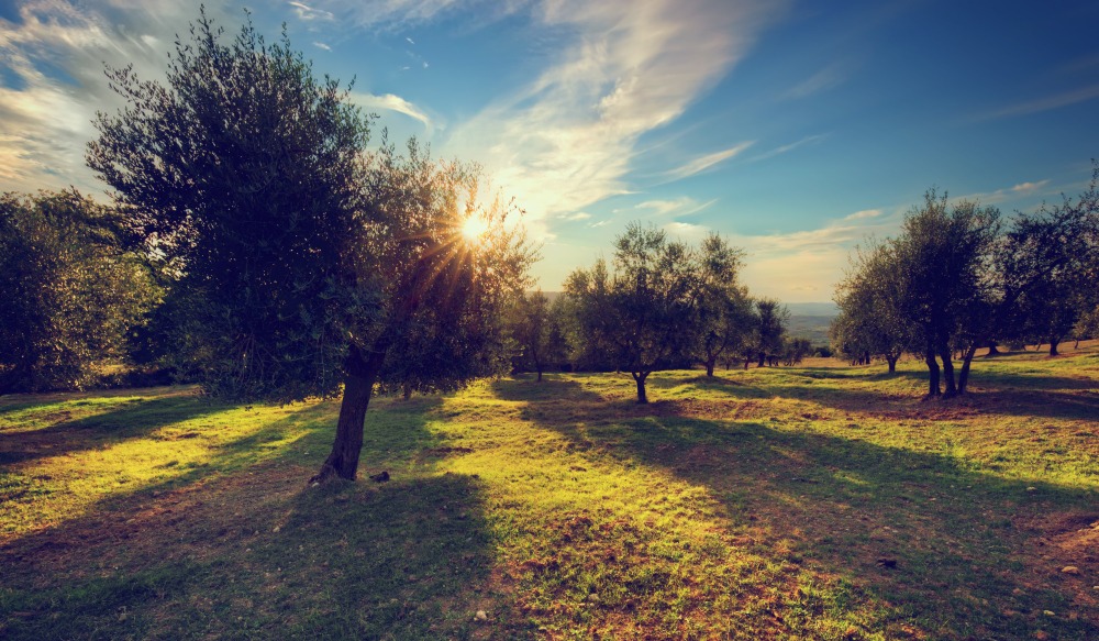 Olivenöl-Tourismus im November
